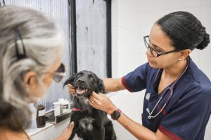 Foto:Vanessa Alcântara/Prefeitura do Recife